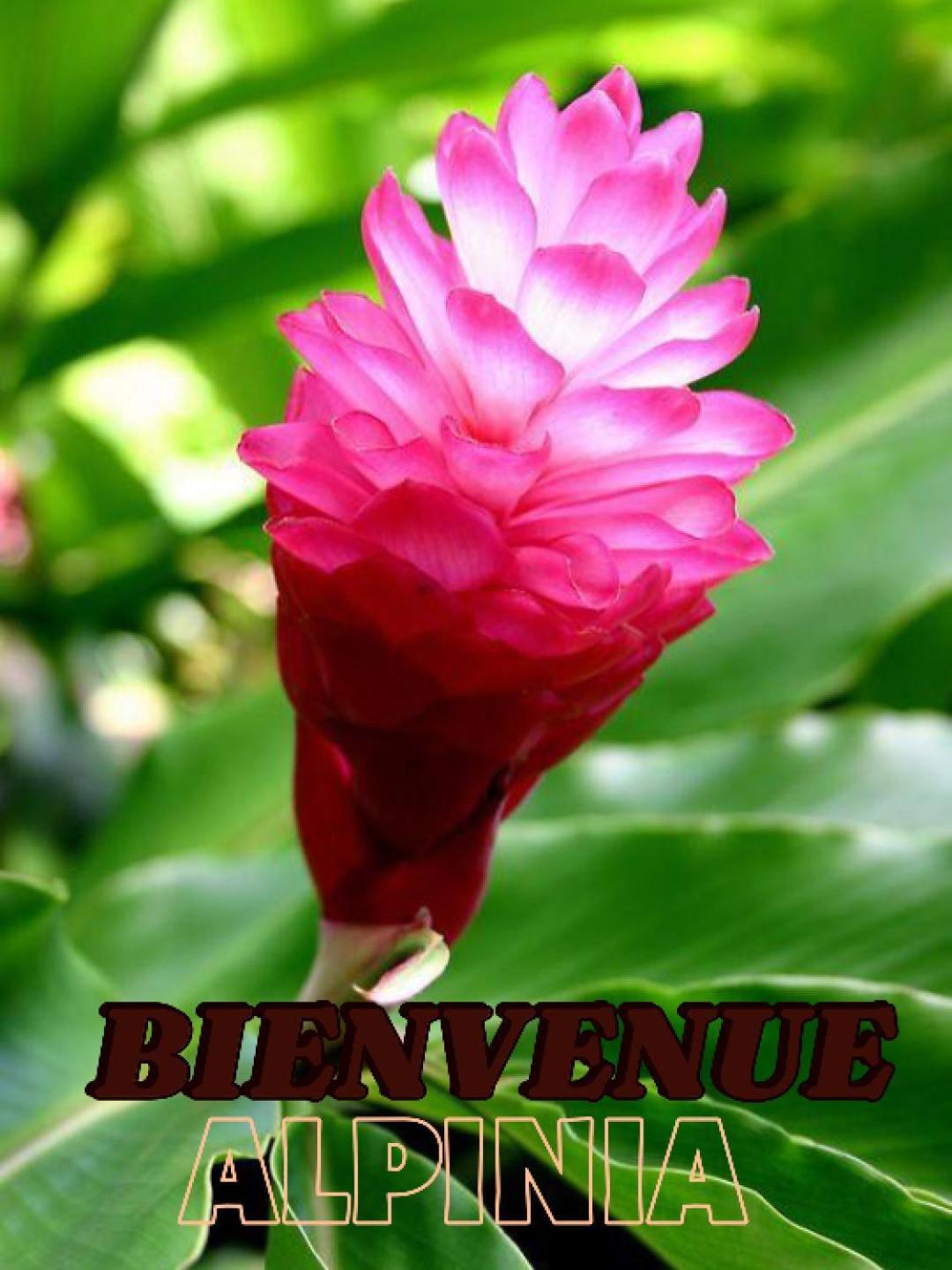 Alpinia Apartment Sainte-Anne Ngoại thất bức ảnh